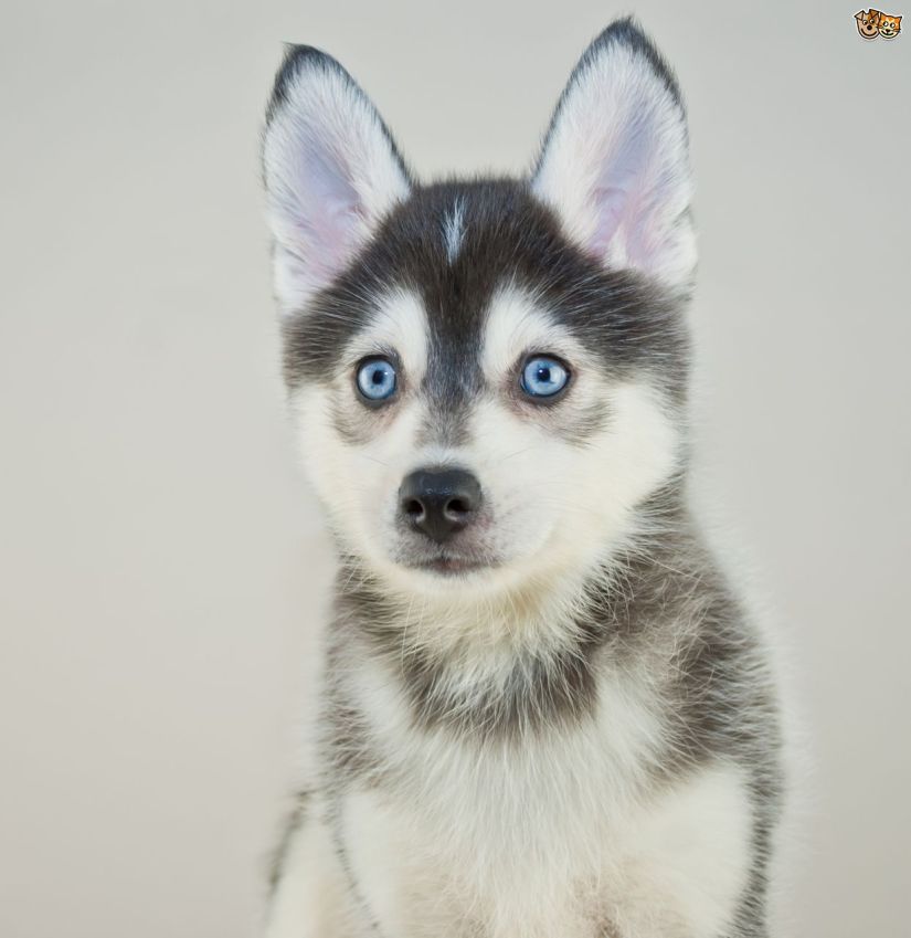 À la découverte du Pomsky – Jennifer Gbaguidi