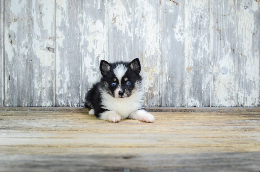 À la découverte du Pomsky – Jennifer Gbaguidi