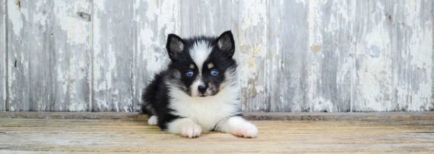 À la découverte du Pomsky
